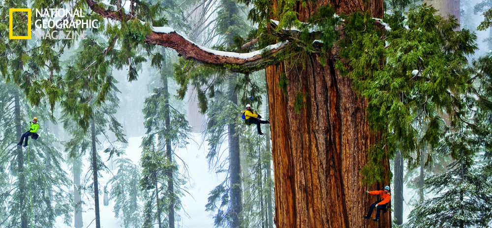 Sequoia più alta del mondo