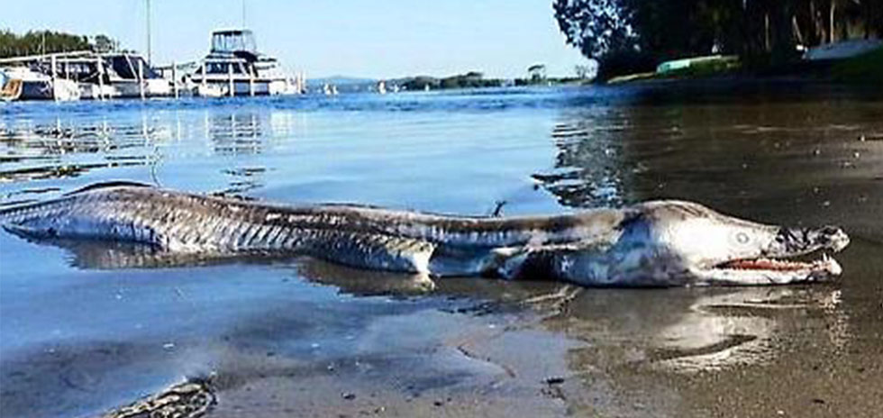 Creature misteriose, misteriosa creatura lago