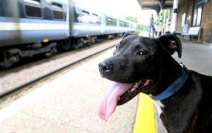Cane prende il treno