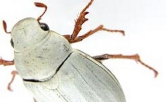cyphochilus scarafaggio bianco