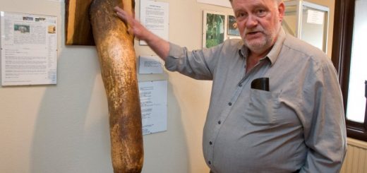 museo del pene fondato da Sigurður Hjartarson Misure del pene, in aumento le richieste di correzione dei genitali, vedi le STATISTICHE delle dimensioni del pene pene più lungo al mondo