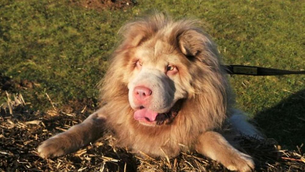 Cane Che Assomiglia A Un Leone