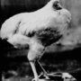 Vivere senza testa, Mike il pollo che riuscì per 18 mesi 5 Mike il pollo vivere senza testa 9