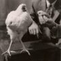 Vivere senza testa, Mike il pollo che riuscì per 18 mesi 7 Mike il pollo vivere senza testa 7