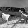 Vivere senza testa, Mike il pollo che riuscì per 18 mesi 10 Mike il pollo vivere senza testa 8
