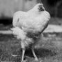 Vivere senza testa, Mike il pollo che riuscì per 18 mesi 6 Mike il pollo vivere senza testa 9
