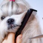 Come curare il pelo del cane