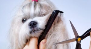 Come curare il pelo del cane